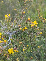 Bossiaea foliosa
