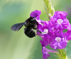 Bombus pullatus