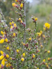 Bossiaea foliosa