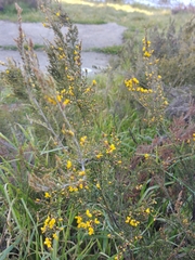 Bossiaea foliosa