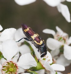 Castiarina rectifasciata