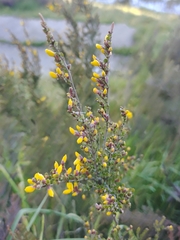 Bossiaea foliosa