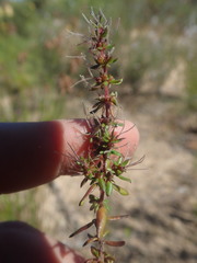 Nenax divaricata