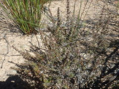 Nenax divaricata