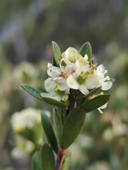 Micrantheum hexandrum