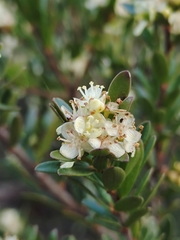 Micrantheum hexandrum