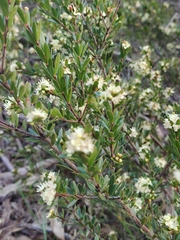 Micrantheum hexandrum