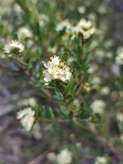 Micrantheum hexandrum