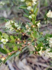 Micrantheum hexandrum