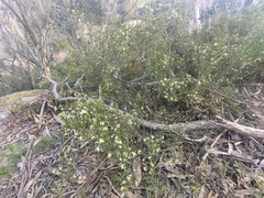 Micrantheum hexandrum