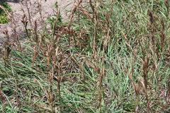 Cymbopogon marginatus