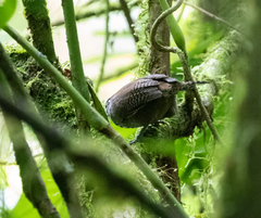 Cantorchilus thoracicus