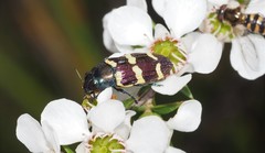 Castiarina rectifasciata