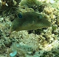 Canthigaster petersii