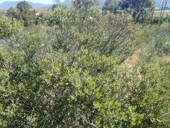 Phylica oleifolia