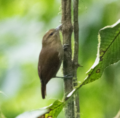 Thamnistes anabatinus