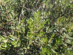 Phylica oleifolia