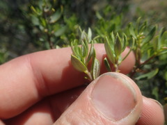 Phylica oleifolia