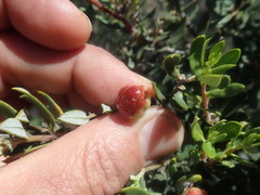 Phylica oleifolia