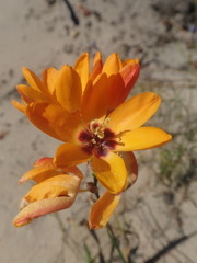 Ixia calendulacea