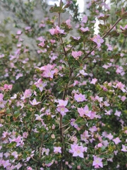Boronia algida