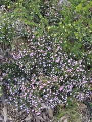 Boronia algida