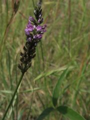 Cullen microcephalum