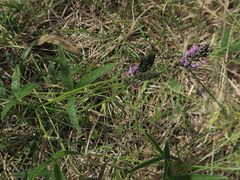 Cullen microcephalum