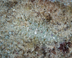 Samariscus triocellatus