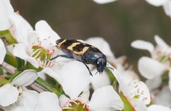 Castiarina rectifasciata