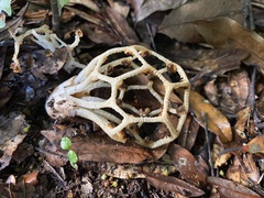 Clathrus chrysomycelinus