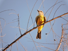 Tyrannus melancholicus