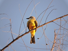 Tyrannus melancholicus