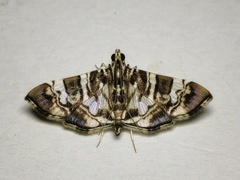 Chabula acamasalis