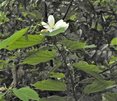 Bauhinia variegata candida