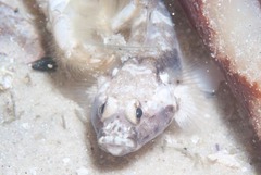 Caffrogobius nudiceps