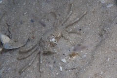 Hymenosoma orbiculare