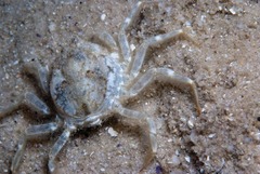 Hymenosoma orbiculare