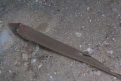 Gonorynchus gonorynchus