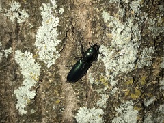 Temnoscheila virescens