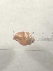 Vertigo moulinsiana