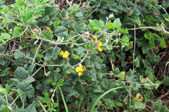 Rhynchosia caribaea
