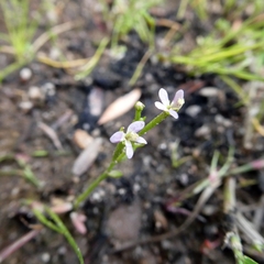 Stylidium despectum