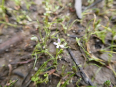 Stylidium despectum