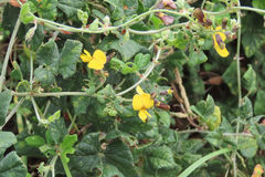 Rhynchosia caribaea