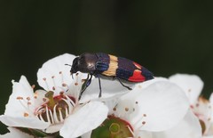 Castiarina bella