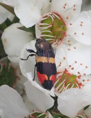 Castiarina bella