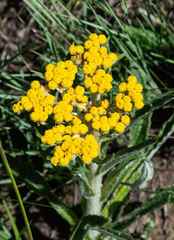 Helichrysum pallidum
