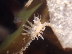 Bunodeopsis
