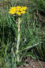 Helichrysum pallidum